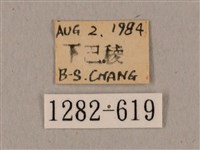 廣東鷹翅天蛾藏品圖，第3張