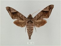 全緣缺角天蛾藏品圖，第1張