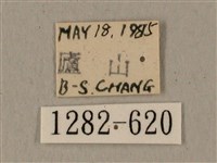 全緣缺角天蛾藏品圖，第3張