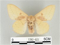 青枯葉蛾藏品圖，第1張