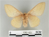 青枯葉蛾藏品圖，第2張