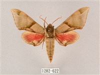 榆綠天蛾藏品圖，第1張