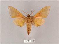 榆綠天蛾藏品圖，第2張