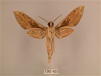 背線天蛾藏品圖，第2張