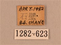 背線天蛾藏品圖，第3張