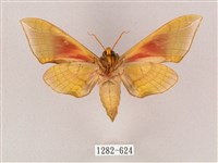 榆綠天蛾藏品圖，第2張