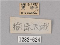 榆綠天蛾藏品圖，第3張