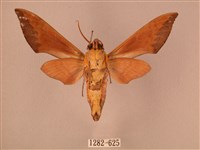 赭色斜帶天蛾藏品圖，第2張