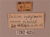 赭色斜帶天蛾藏品圖，第3張