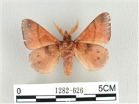 臺灣蘋毛蟲藏品圖，第2張