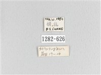 臺灣蘋毛蟲藏品圖，第3張