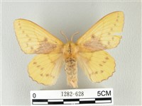 青枯葉蛾藏品圖，第1張