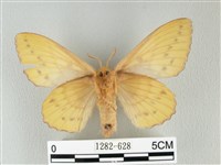 青枯葉蛾藏品圖，第2張