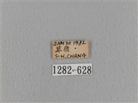 青枯葉蛾藏品圖，第3張