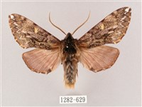 井上氏絨毛天蛾藏品圖，第1張