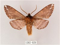 井上氏絨毛天蛾藏品圖，第2張