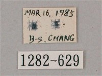 井上氏絨毛天蛾藏品圖，第3張