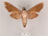 細斜紋霜天蛾藏品圖，第2張