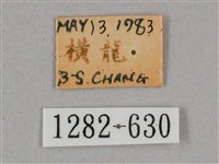 細斜紋霜天蛾藏品圖，第3張