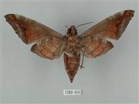 全緣缺角天蛾藏品圖，第2張