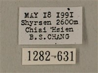 全緣缺角天蛾藏品圖，第3張