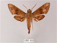 臺灣白肩天蛾藏品圖，第1張