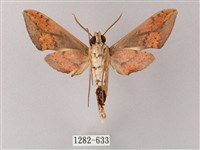 臺灣白肩天蛾藏品圖，第2張