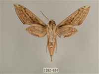 背線天蛾藏品圖，第2張