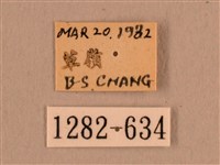 背線天蛾藏品圖，第3張