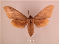 直翅六點天蛾藏品圖，第1張