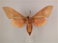 直翅六點天蛾藏品圖，第2張