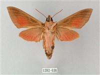 後紅斜紋天蛾藏品圖，第2張