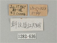 後紅斜紋天蛾藏品圖，第3張