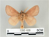 淡紋斜帶枯葉蛾藏品圖，第2張