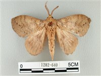 波紋枯葉蛾藏品圖，第1張