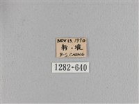 波紋枯葉蛾藏品圖，第3張