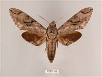 細斜紋霜天蛾藏品圖，第1張