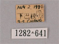 細斜紋霜天蛾藏品圖，第3張