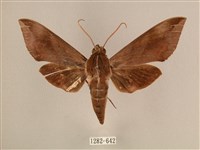 背中白天蛾藏品圖，第1張