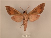 背中白天蛾藏品圖，第2張