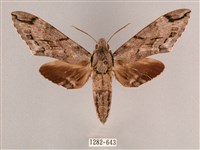 細斜紋霜天蛾藏品圖，第1張