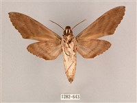 細斜紋霜天蛾藏品圖，第2張