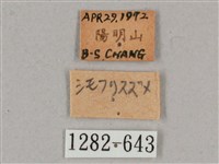 細斜紋霜天蛾藏品圖，第3張