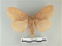 波紋枯葉蛾藏品圖，第1張