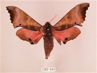 桃紅六點天蛾藏品圖，第1張