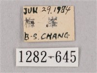 桃紅六點天蛾藏品圖，第3張