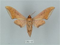 廣東鷹翅天蛾藏品圖，第2張