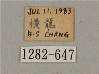 廣東鷹翅天蛾藏品圖，第3張