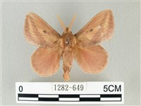 淡紋斜帶枯葉蛾藏品圖，第1張