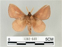 淡紋斜帶枯葉蛾藏品圖，第2張